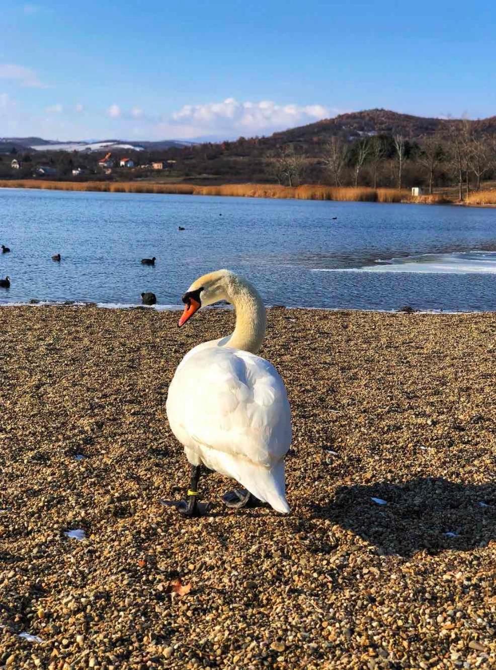 Garni Hotel Oblacinsko Jezero Oblacina Exteriör bild