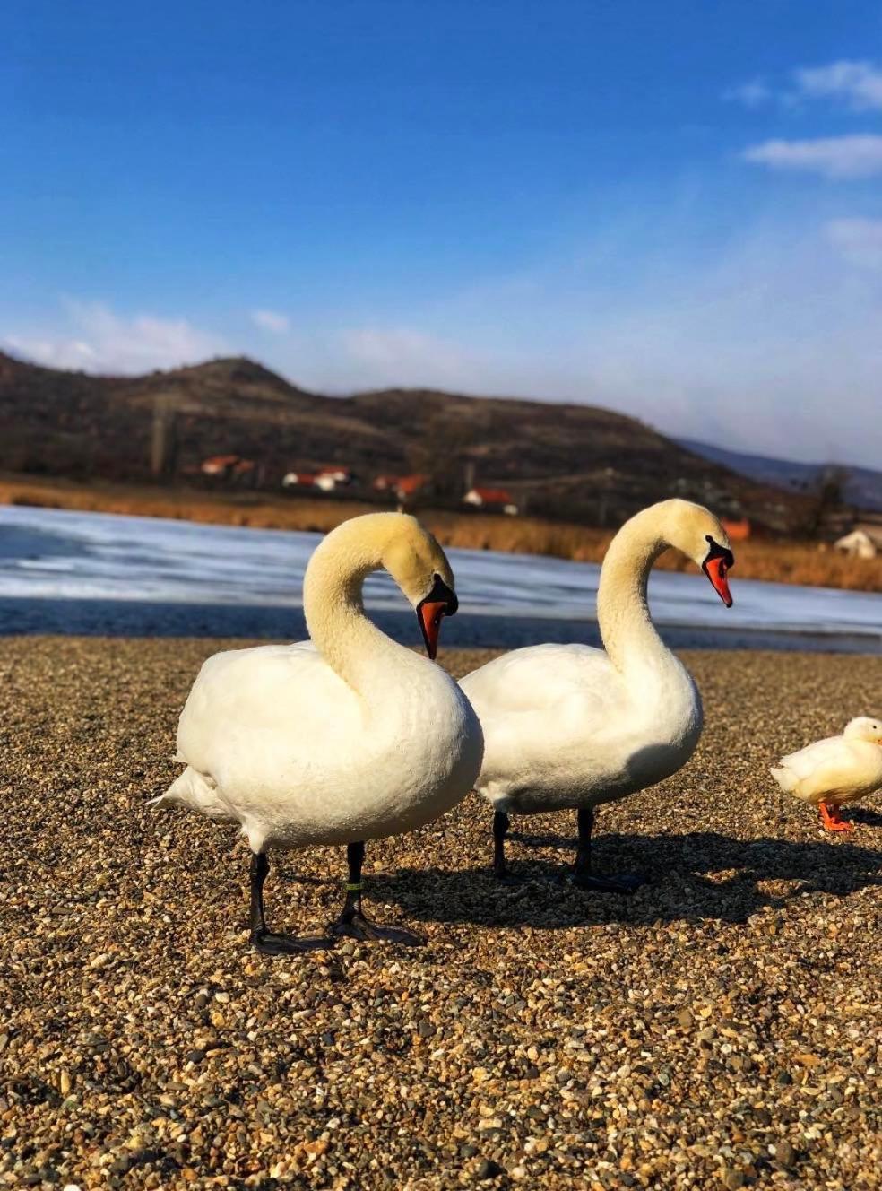 Garni Hotel Oblacinsko Jezero Oblacina Exteriör bild